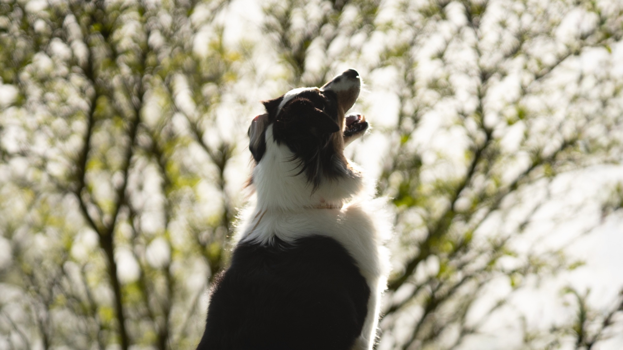 Photo animalière 10 — BYHUGOWW