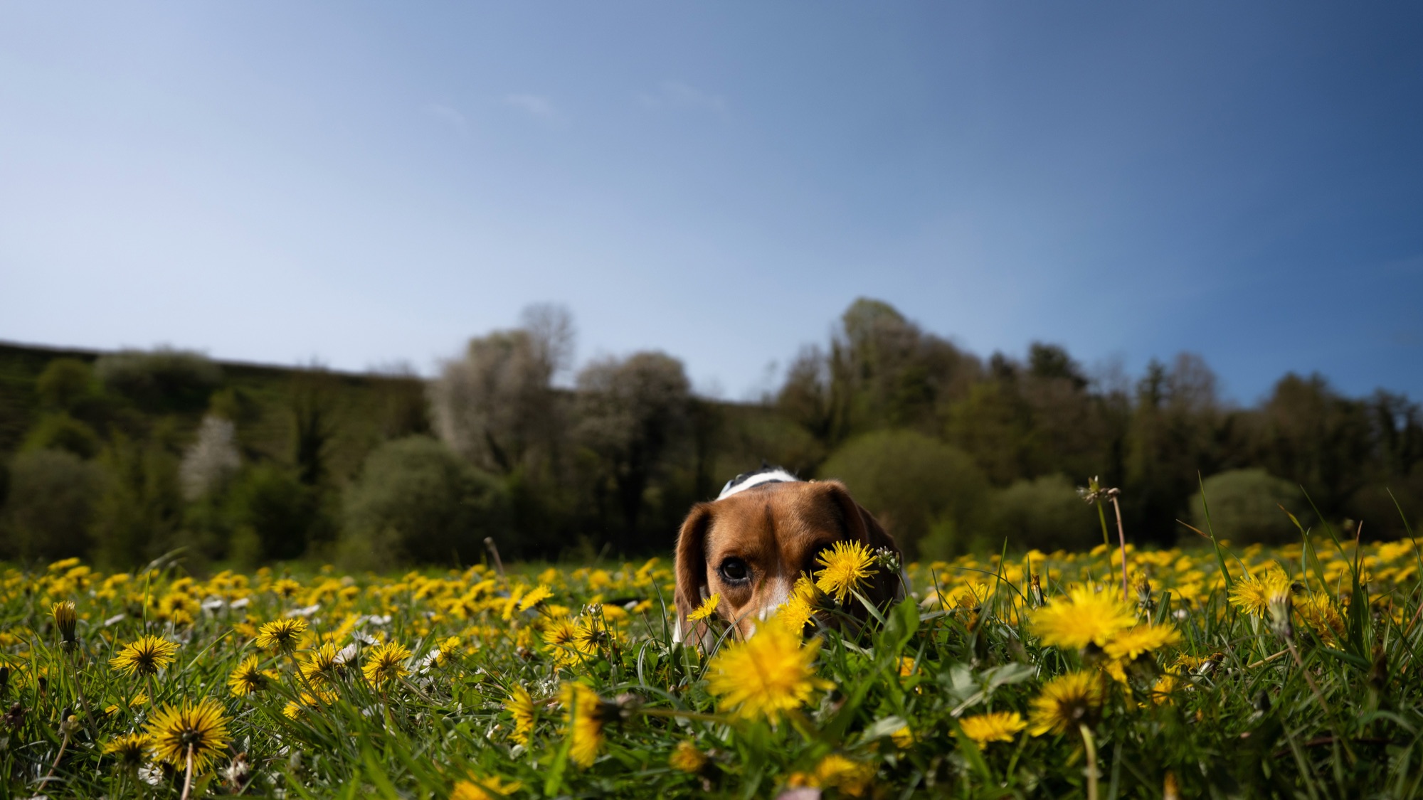 Photo animalière 4 — BYHUGOWW