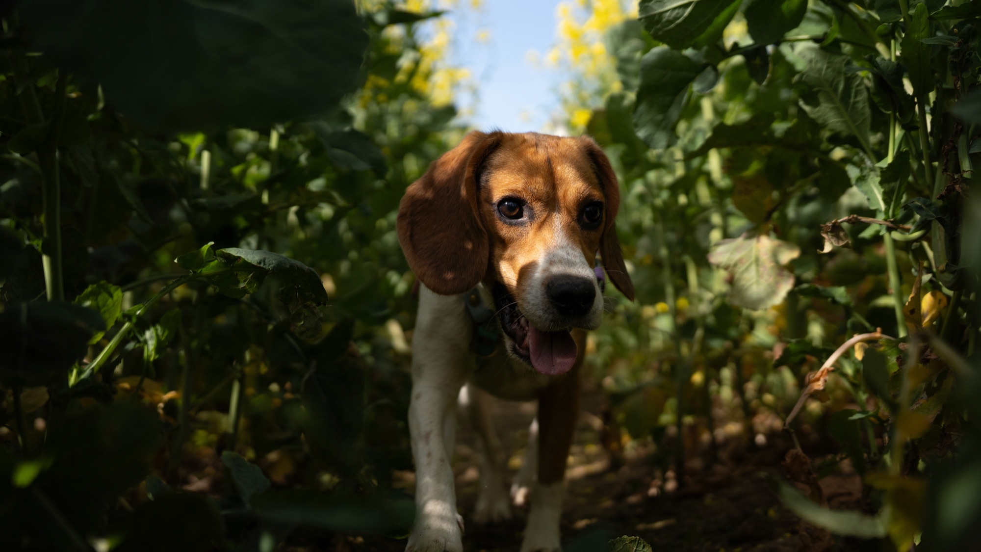 Photo animalière 2 — BYHUGOWW